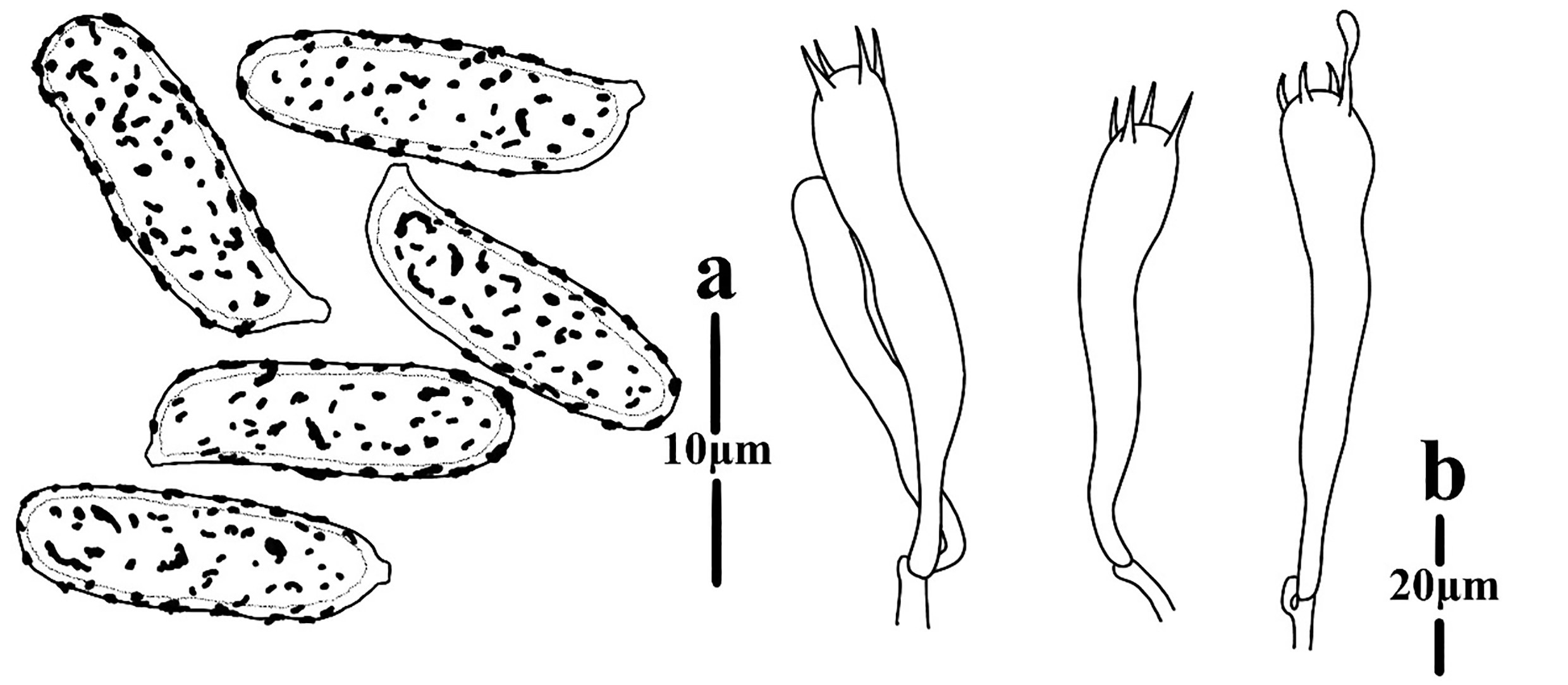 Figure 55